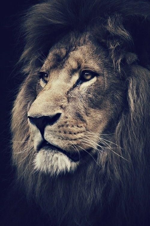 Lion Wall Poster