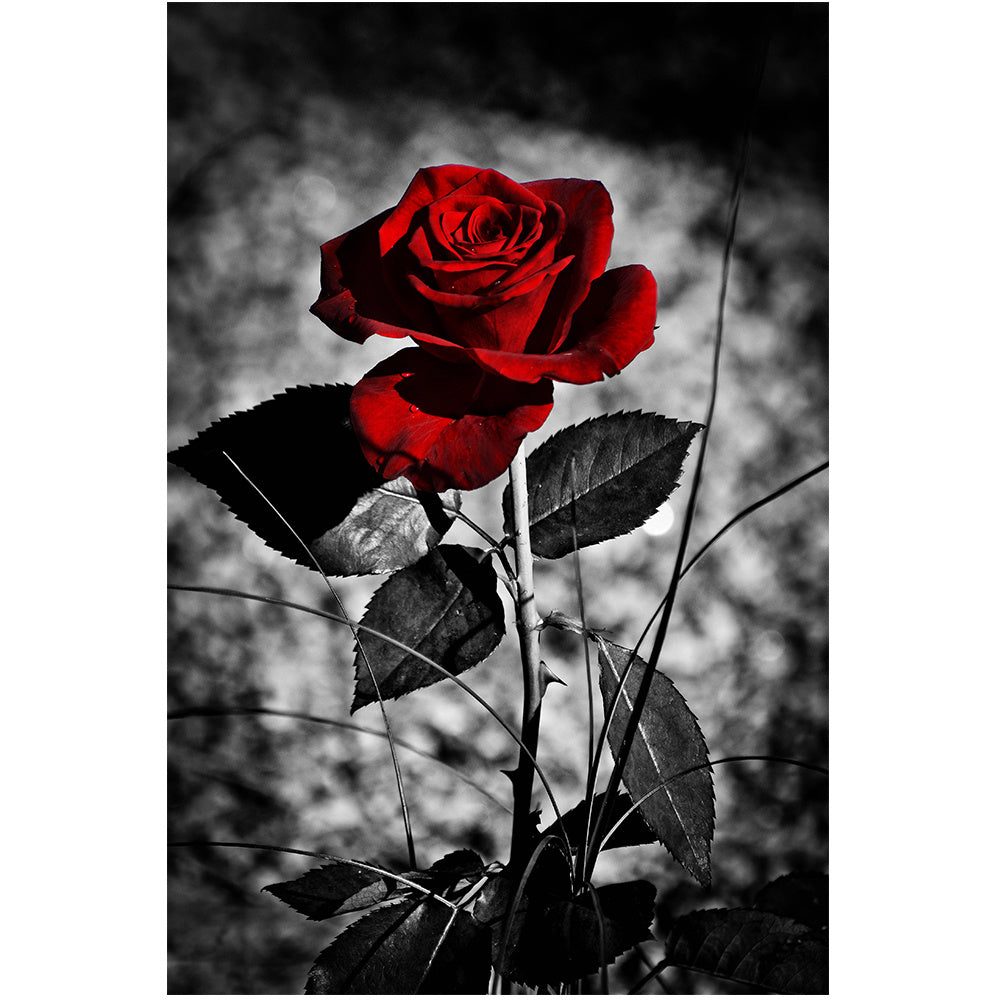 Rose Wall Poster